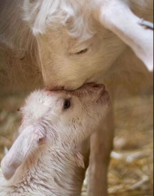 Des mamans tendresse