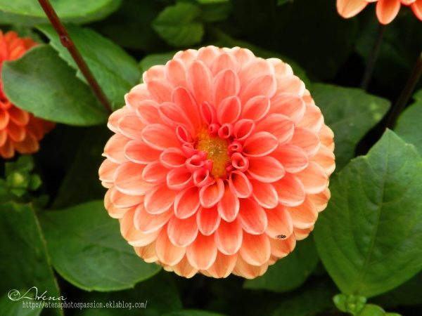 Dahlias du jardin du chateau de Flamanville