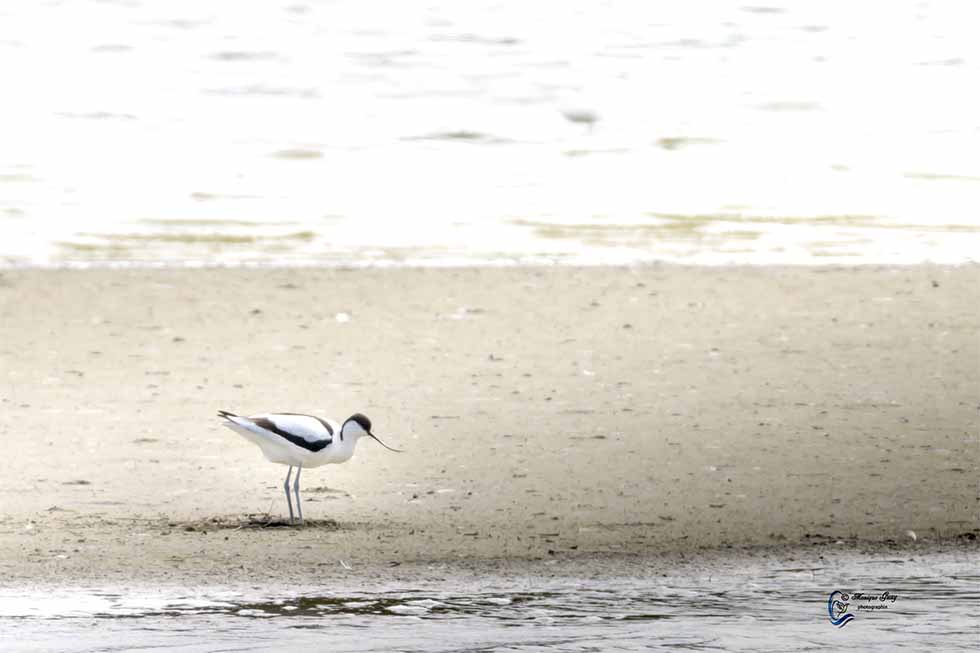 Avocette élégante