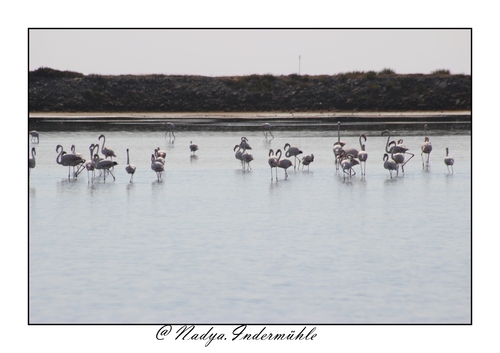 Flamant rose à Gruissan 