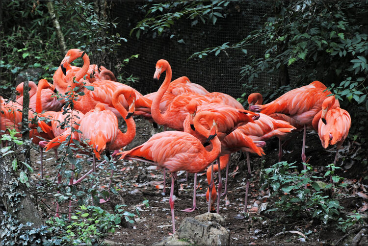 Photo d'Ibis rouge - Zoo de la Boissière du Doré