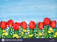 Frontière de tulipes rouges, les jonquilles et le muguet fleurs ...