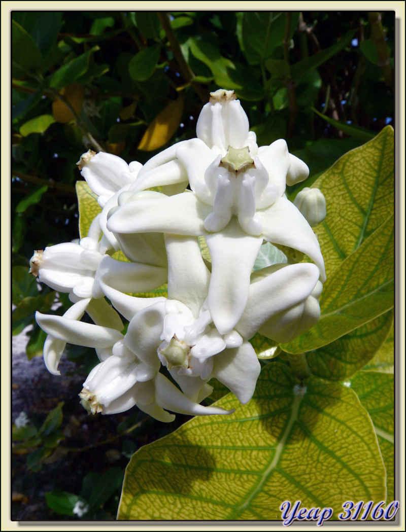 Arbuste à superbes fleurs blanches - Atoll de Fakarava - Tuamotu - Polynésie française