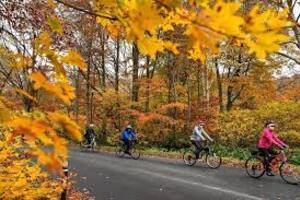 walking bicycle autumn forest road 