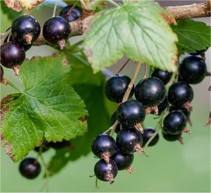 Photo de Cassissier - Ribes nigrum