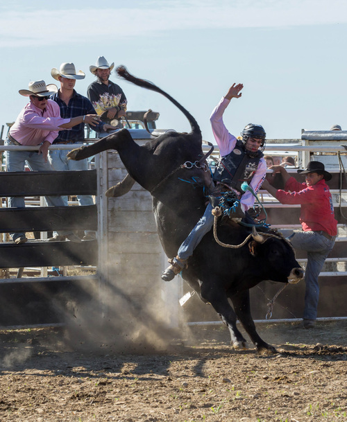 BULL RIDING - FAMILY BULL RIDER