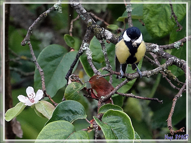 La mésange charbonnière, la fleur retardataire de cognassier et le malheureux papillon - Lartigau - Milhas - 31 