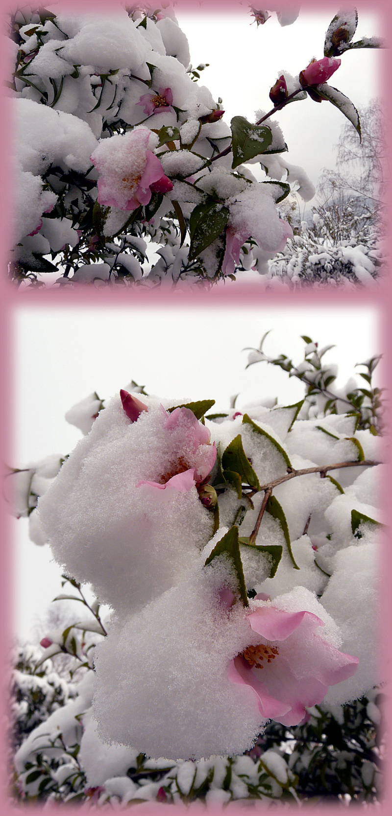 La neige aux camélias - Camélia d'automne (Camelia sasanqua) - Lartigau - Milhas - 31  (Flore)