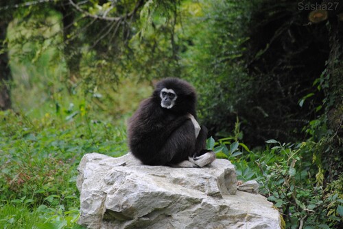 (3) Le gibbon à mains blanches.