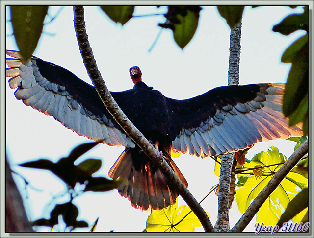 Blog de images-du-pays-des-ours : Images du Pays des Ours (et d'ailleurs ...), Urubu à tête rouge (Cathartes aura) au soleil levant et en contre-jour - Dominical - Costa Rica