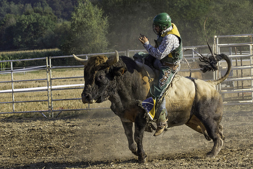 BULL RIDING