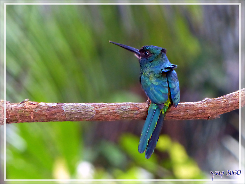 Oiseau inconnu de la famille des Trochilidés (oiseaux-mouches) - Inkaterra Hacienda Concepcion - Puerto Maldonado - Pérou