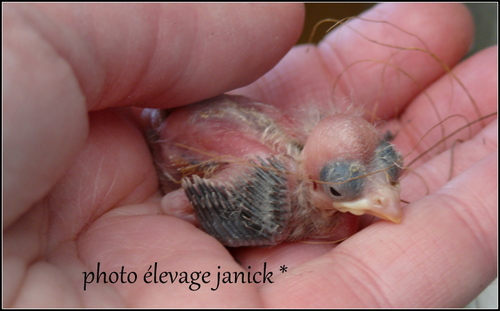 naissance de mandarin