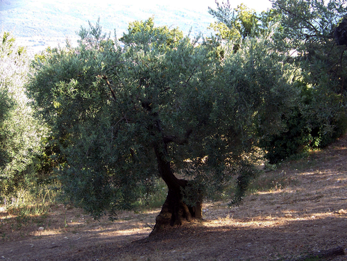 2010- un olivier à Lurs-Haute-Provence