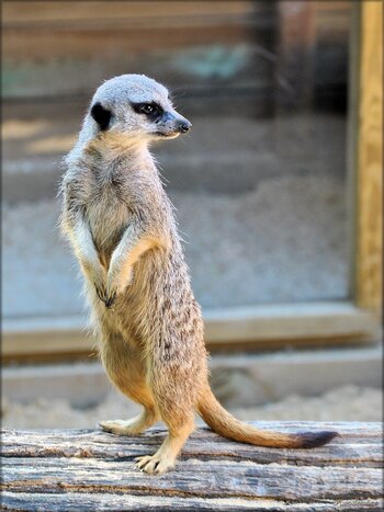 Photo de suricate du zoo de Pessac (Gironde)