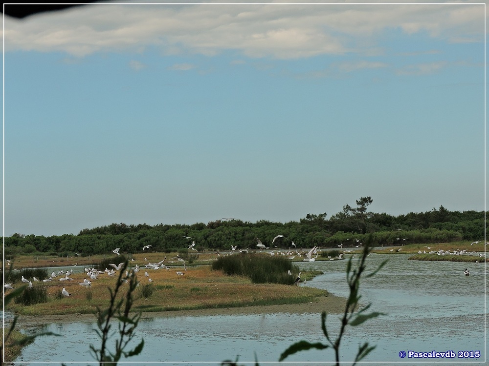 Réserve ornitho du Teich - Mai 2015 - 6/10