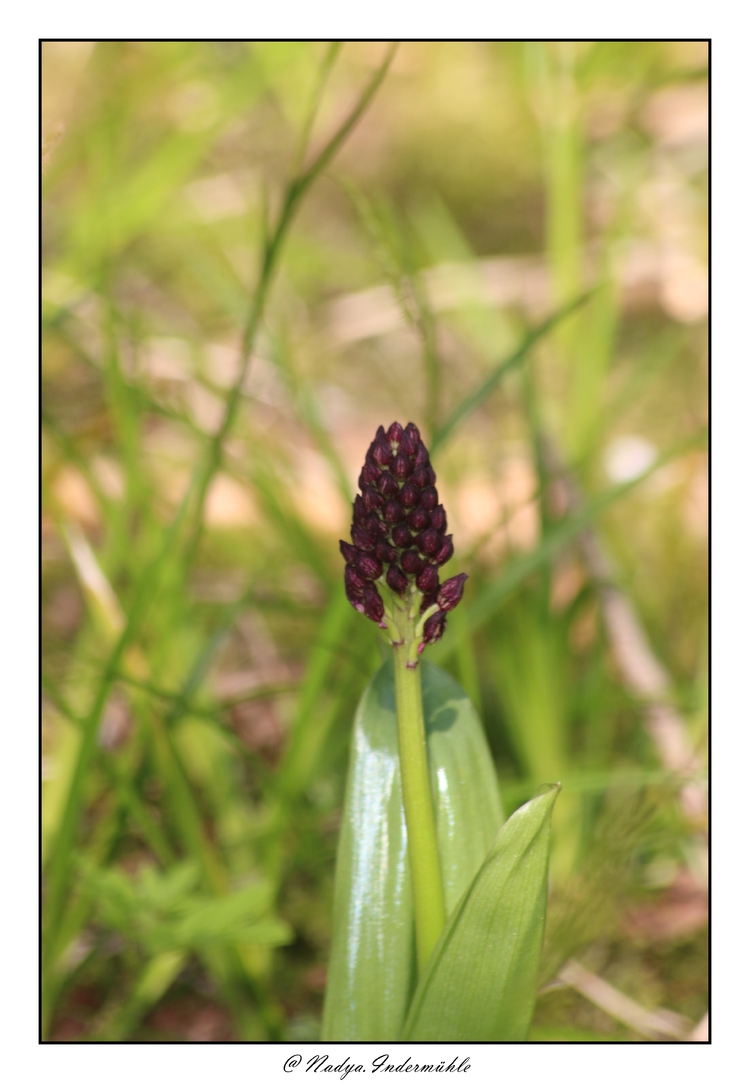 Orchis des sphaignes (Dactylorhiza sphagnicola)