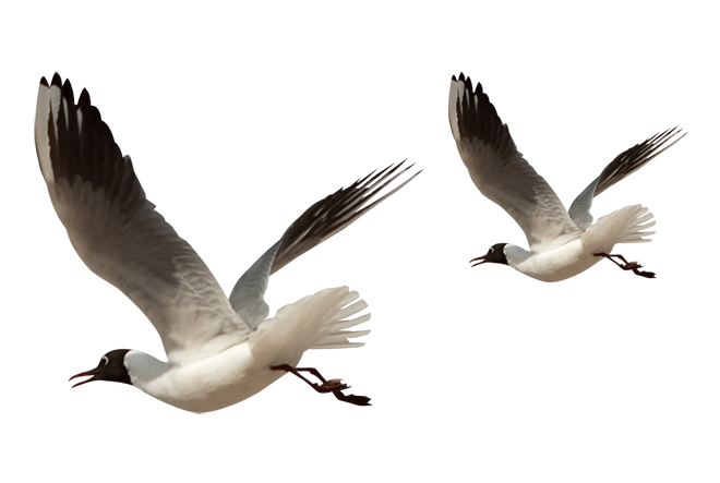 tubes oiseaux