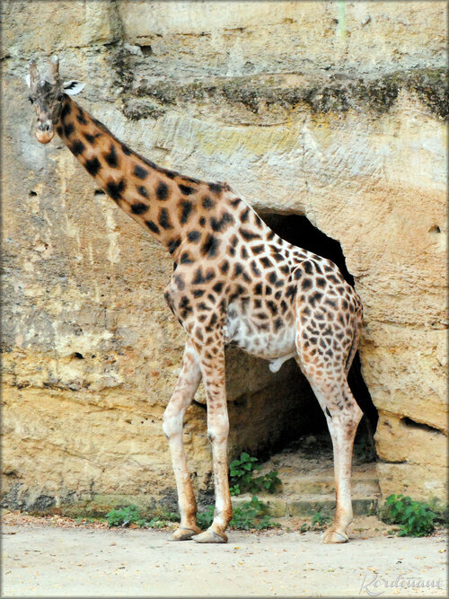 Photos Girafes (Zoo de Doué la Fontaine)