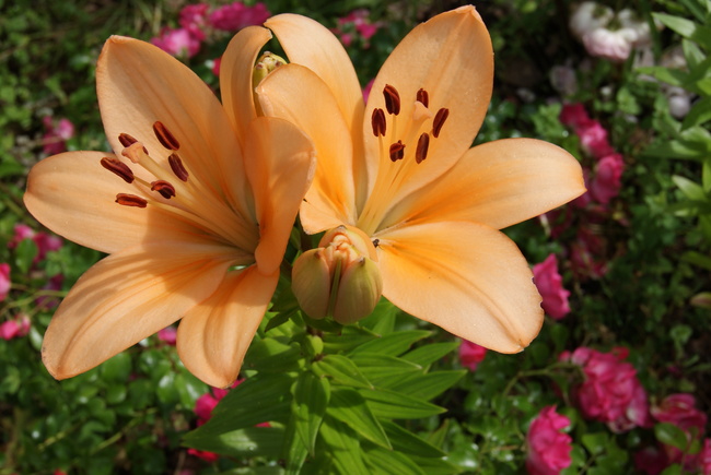 lys hybrides oranges et rouges