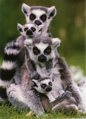 Lemur-catta--Small-.JPG