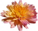 Tubes PNG de fleurs
