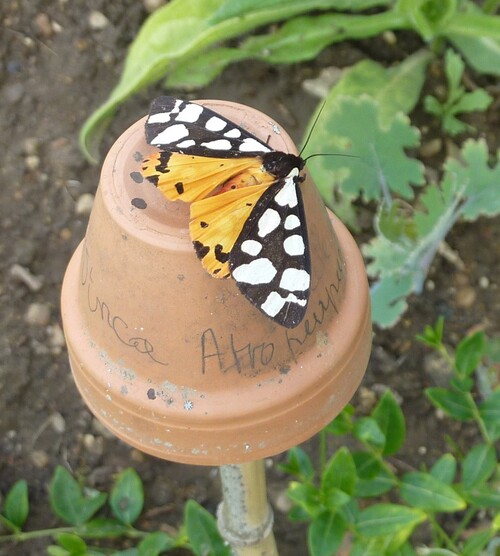 Le jardin d'Octave à La Ferté Loupière