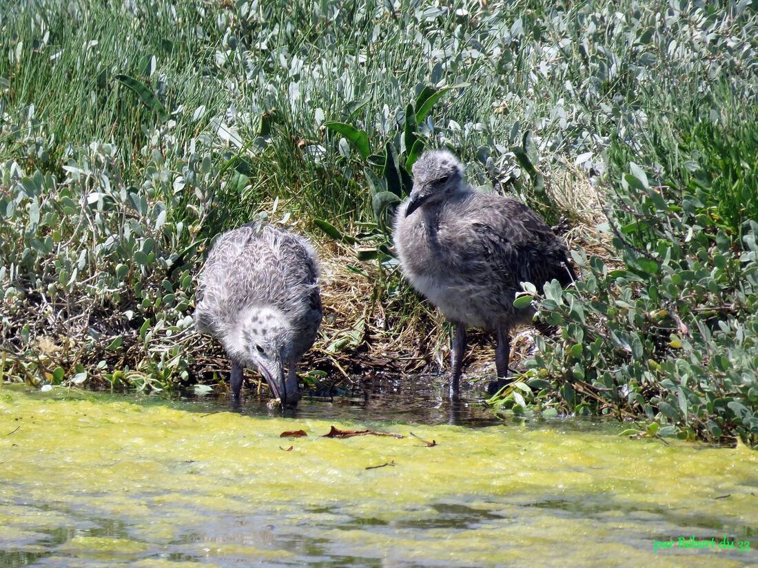 bébés mouettes ou ?