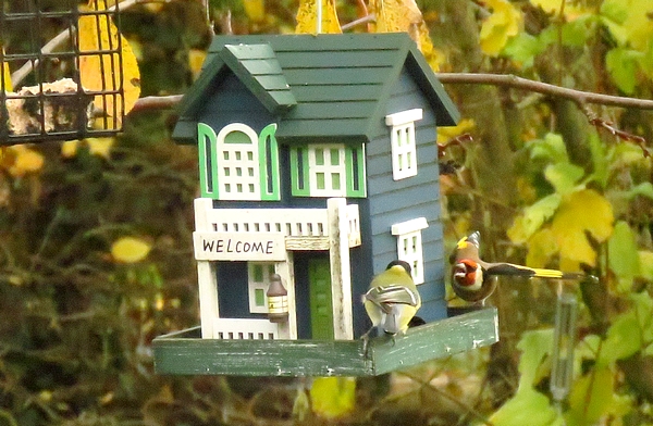 Les visiteurs de mon jardin durant l'hiver 2022 et le printemps 2023...