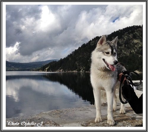 Husky et eau