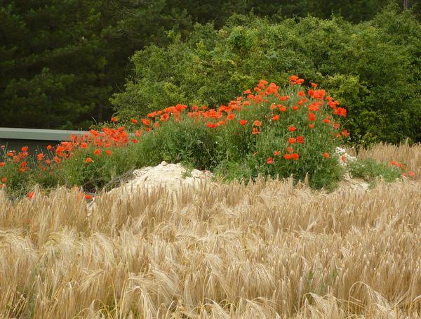 Coquelicots.jpg