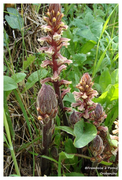 Orobanche ( plante )