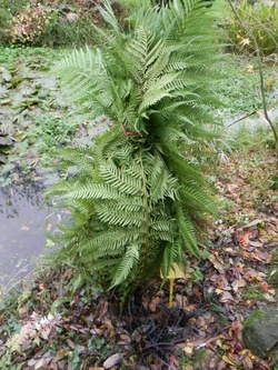 Protection hivernale des  plantes 