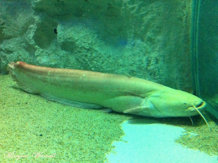 Lyon aquarium : Poissons d’eau douce