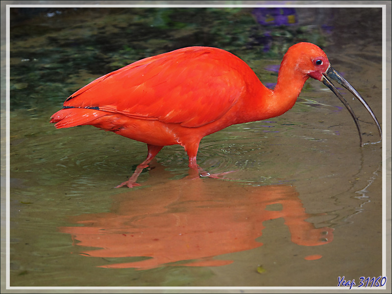 Ibis rouge, Scarlet ibis (Eudocimus ruber) - Parque das Aves - Foz do Iguaçu - Brésil