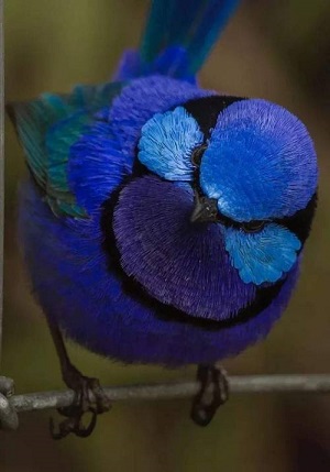 L'oiseau bleu ... 