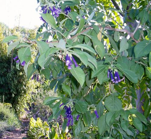 Fleurs cultivées : Iochoroma