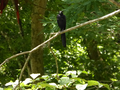 Honduras, 15ème jour, Copan Ruinas (8)