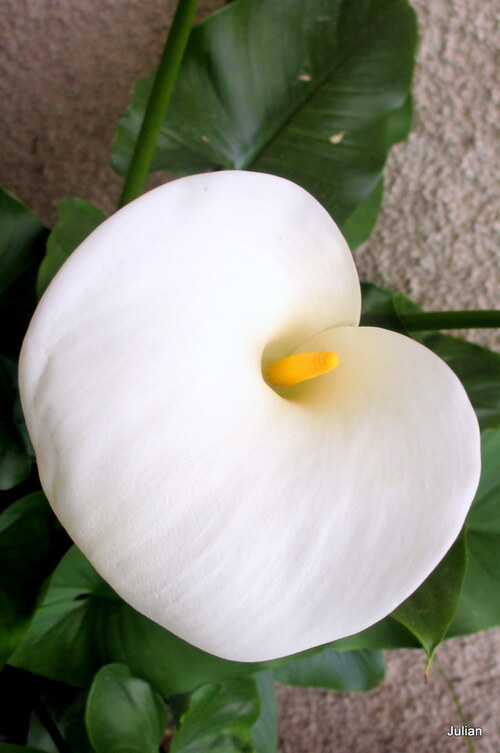 Une belle fleur blanche : l'arum!