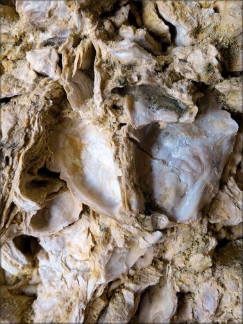 Huitres fossiles à Sainte-Croix-du-Mont (Gironde)