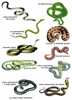 corps du serpent