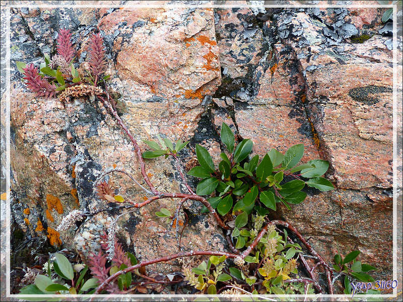 Forêt lilliputienne aux couleurs d'automne - Kullorsuaq - Qaasuitsup - Groenland 