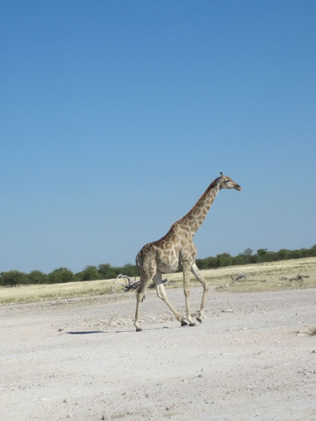 Parc d'Etosha