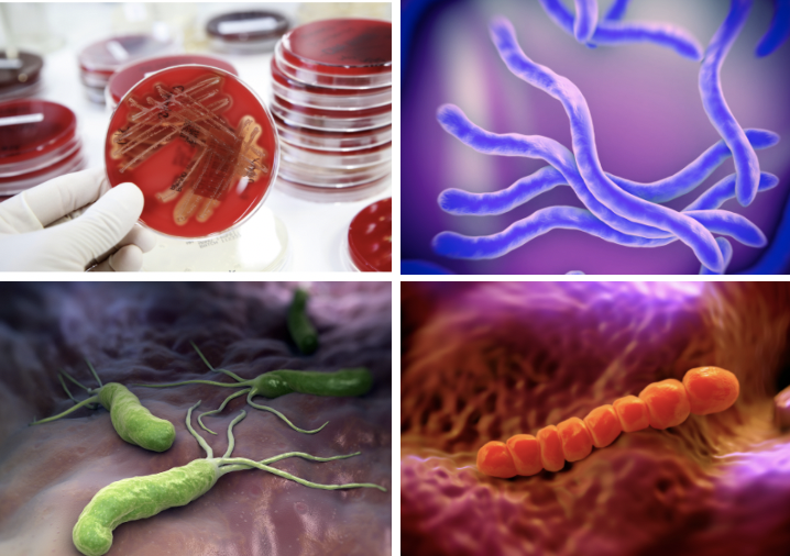 Bacteries