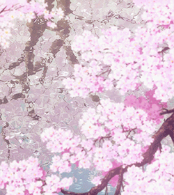 RÃ©sultat de recherche d'images pour "sakura flower"