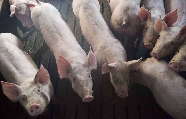 Loire-Atlantique : La grogne monte autour d'un projet de ferme de 3.000 porcs