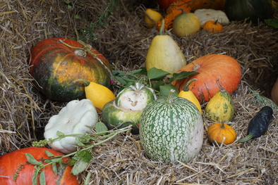 Une belle édition d'automne à St Jean de B