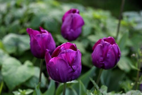 Tulipes 2021 : Triumph Blue Purple