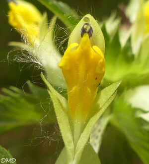 Rhinanthus angustifolius  -  rhinanthe à feuilles étroites