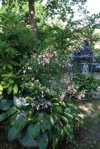 Chambre de verdure : potées d'hostas et de fuchsias.